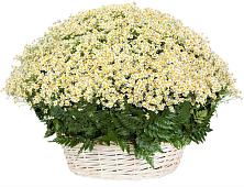 Цветочная композиция из Ромашки в корзине #REPLACE_PRED# Поведниках